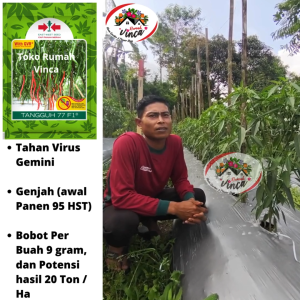 Benih Bibit Cabe Merah Keriting Tahan Virus TANGGUH 77 F1 150 Biji Cap Panah Merah