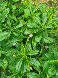 WATERLEAF(巴參菜) organik 天然&有机菜100 gram