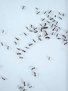 🐜800㎡ without ants🐜 ants killer bait powder ubat semut paling berkesan racun semut paling kuat ant killer repellent ant kill rate 99.9% fast and safe 8pcs/box 蚂蚁药