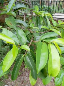 daun sirsak obat segala macam penyakit