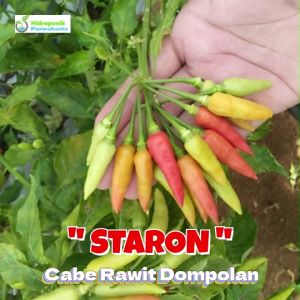 Benih Cabe Cabai Rawit Dompolan STARON 10 Gram Cap Tiga Daun