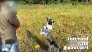 Pet supplies tpr pet Frisbee dog bite toy