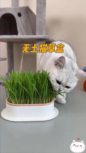 Chậu trồng cỏ mèo tươi hình chữ nhật kèm hạt giống catnip (mẫu mới) - Hara Pet Store