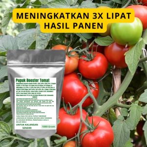 Pupuk Booster Tomat Pelebat Organik Cepat Berbuah Lebat Besar Anti Rontok Pembesar Tomat