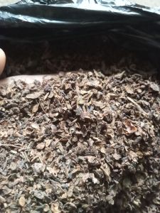 cengkeh Manado Sulawesi timbunan 3tahun 1kg kering.