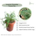 Tanaman Herbal  Rempah Timi atau Thyme. 