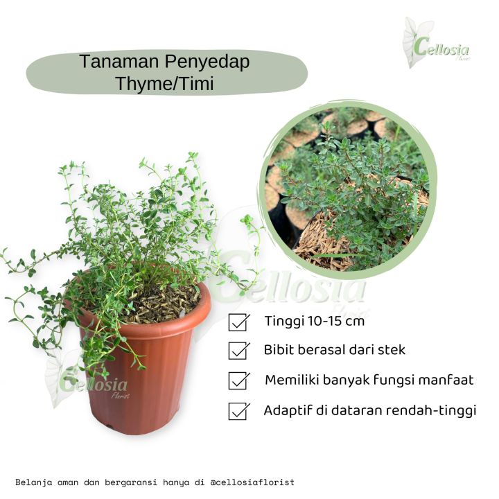 Tanaman Herbal  Rempah Timi atau Thyme