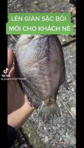 500gr KHÔ CÁ SẠC THƯỢNG HẠNG TO BỰ (10 CON 1 KG ) -ĐẶC SẢN MINH TRIẾT U MINH CÀ MAU