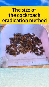 Japan Efficient Cockroach Killer Cockroach Fumigant Smoke Insect Agent Pest Control Pest All Kill