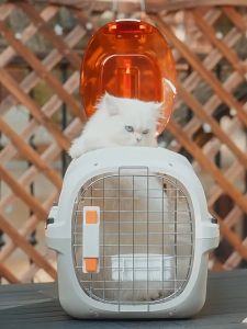 Pet Carrier Travel Cage with Bowl Dog Cat Crates Airline Approved Pet Dog Cat Carrier Cage Cat Cage
