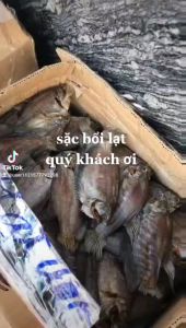 1 kg KHÔ CÁ SẠC TO 12 CON 1 KG-Khô cá sặc – Đặc sản rừng U Minh hạ Cà Mau