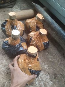 bahan bonsai bonggol anting putri uk stang motor