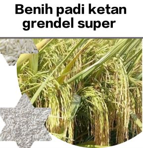 BENIH KETAN GRENDEL 2 KG SUPER UNGGUL