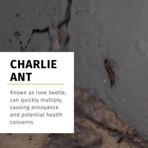 PestOff Mighty Bugs Spray – Fast-Acting Formula Targets Charlie Ants (Rove Beetles) on Contact | Semburan Serangga Pantas Bertindak Hapus Semut Charlie