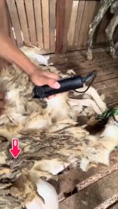 PROMO TERBARU BaoRun PRO Alat Cukur Bulu Binatang Kambing Domba Anjing Kucing Electric Pet Dog Hair Clipper - S1