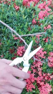 Kéo Tỉa Cây Cảnh Mũi Nhọn AOHO Cán Trắng Thép SK5 Không Rỉ Sắc Bén