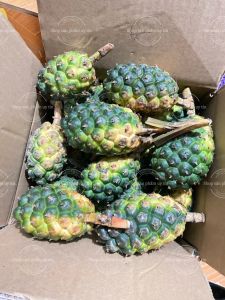 cây giống dứa dại ( 1 cây loại vừa)mua 6 tặng 1