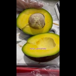 Bibit Alpukat Nikol Okulasi Unggul cepat berbuah