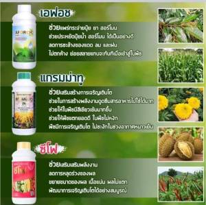 สำหรับ สารจับใบเอฟอช 1ลิตร ปุ๋ยน้ำแกรมม่าทู 1ลิตร ปุ๋ยน้ำซีโฟ 1ลิตร ปูบาน 1ลิตร ปูบาน กระเป๋าที่ผ่านผิว ครบสูตร ชุดใหญ่ สามขวด