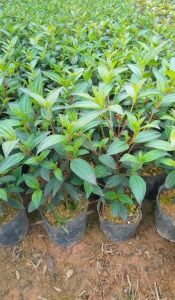 cây mua bầu bát. bầu rễ ổn định