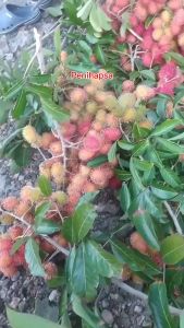 Bibit Rambutan Garuda Besar Hasil Okulasi Siap Berbuah