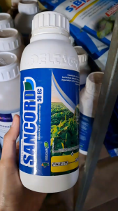 SANCORD 50 EC 500 ML INSEKTISIDA PENGENDALI HAMA // SANCOR