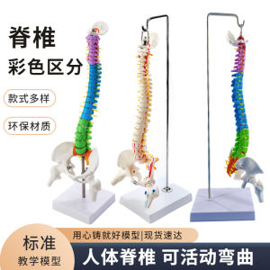 45cm Color Human Spine Model with Pelvis Femoral Tailbone Spine Skeleton Lumbar Spine Cervical Spine Bone Setting Model