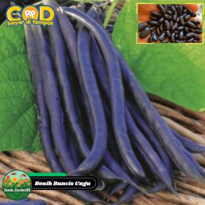 10 BUTIR BIJI/BENIH TANAMAN BUNCIS UNGU | PURPLE BEAN