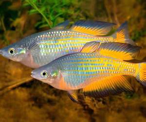 Parkinson Rainbow Fish Freshwater Decorative Fish