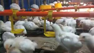 ชุด5ชิ้น นิปเปิ้ลให้น้ำไก่ รุ่นขาตรง 6หุน ถอดล้าง ซึ่งสร้างผลงานสะอาด ประหยัดเวลา