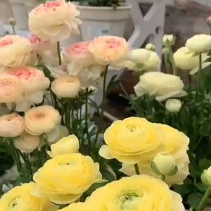 Bộ 10 củ giống hoa hồng mao lương mix đầy đủ màu sắc - Seeds1