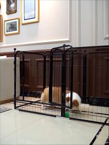 💖COD💖2 in 1 Dog Fence Large Pet Playpen Indoor DIy Portable Dog Kennel Enclosure Heavy Duty Metal Pagar Anjing Dogs Cats