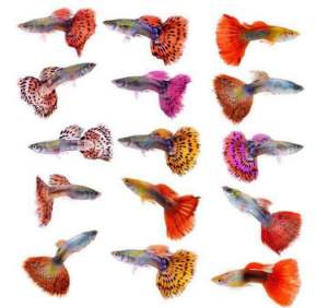 1pc Beautiful Guppy Strain Reject Mix (bukan baka guppy rojak) READY BREED
