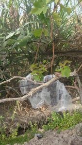 VALID bibit anggur akademik ASLI batang besar