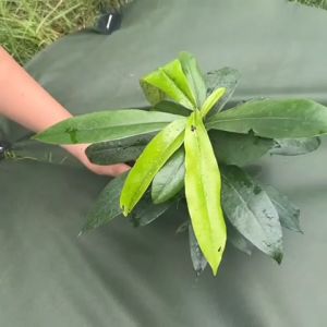 หนา 70-100 GSM. ผ้าคลุมดินเกรดพิเศษ สีเขียว-สีดำ [ยกม้วน] ผ้าคลุมหญ้า ผ้าคลุมวัชพืช🌿 น้ำซึมไหลผ่านได้ดี ทนทานทุกการใช้งาน by Baskoro