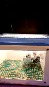 Box kandang lolohan burung kaca akrilik