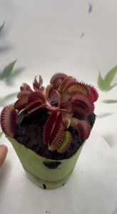 Venus Flytrap Live Plant diameter 7–10 cm With Pot seedling Outdoor & Garden