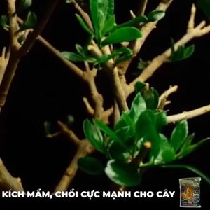 Phân vi sinh tăng trưởng phân hữu cơ Vua bật chồi hỗ trợ ra chồi mới phát triển cây trồng set 5 gói