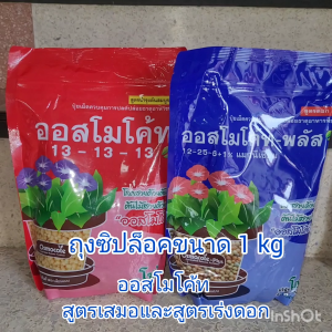 ปูยออสโมโค้ทพลัส (สูตรเร่งดอก) ซื้อที่ 1,313 ตัวที่น่าสนใจ ห้องนอน 1 กรณี 1 บรรจุภัณฑ์ และ 1 กิโลกรัม สำหรับ 13 ช่อ