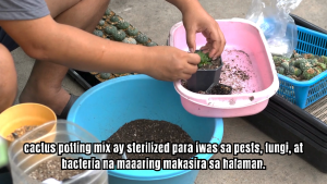 SOILESS POTTING MIX FOE CACTUS AND SUCCULENTS/ORGANIC/ SAFE/ ECO-FRIENDLY GOOD FOR PLANTS