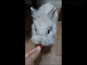 Rabbit Small Pet Dried Papaya 兔子 小宠木瓜干