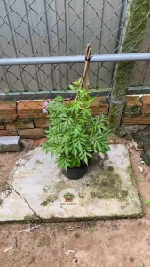 Cây Hoa Tiên Nương - Dây leo cho hoa đẹp thơm - phù hợp cho ban công!