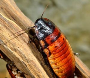 MadagascarHissingRoaches(Adult)