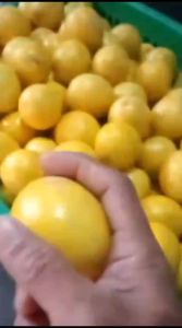 Buah Jeruk lemon california super segar 1kg cocok untuk kesehatan tubuh