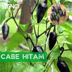 100 Ribu Dapat 3 Bibit Tanaman Cabai Hitam (Black Hunggarian)