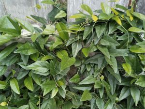 Jual Cincau Rambat Daun Cincau Jelly Cincau Cina