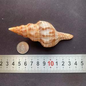 หอยสังข์ธรรมชาติสีน้ำตาล HONG XUAN LO สำหรับตกแต่งตู้ปลาและสะสม 8-11cm