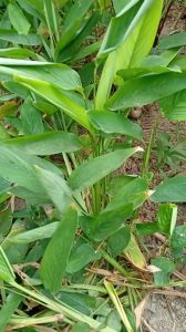 1 nhánh cây dong ta dong trắng giống
