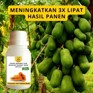 Pupuk Papaya Cepat Berbuah / Pupuk Pelebat Buah Papaya / Pupuk Booster Papaya Cair