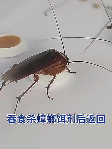 ยาฆ่าแมลงสาบ กำจัดแมลงสาบ ยากำจัดแมลงสาบ ไล่แมลงสาบ ที่ดักแมลงสาบ cockroaches killer